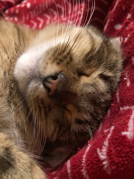 Primer plano de un lindo tabby gato durmiendo — Foto de Stock
