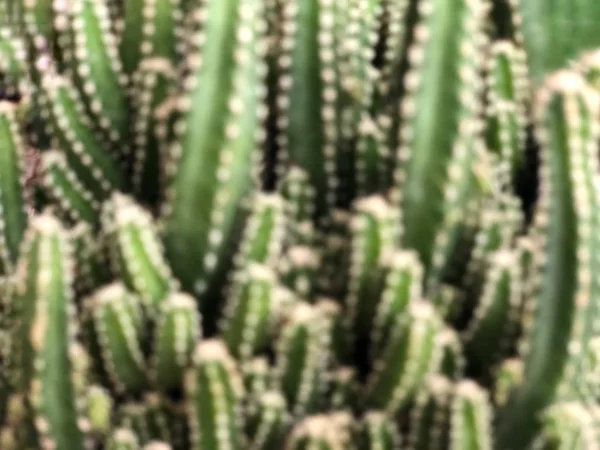 Размытый фон с растением кактуса — стоковое фото