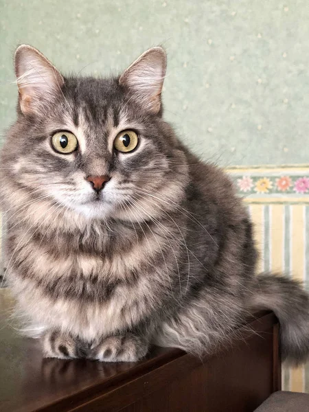 Крупный план милой серой кошки Тэбби — стоковое фото