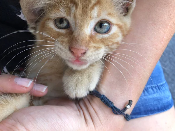 牵着一只可爱的黄色小猫的手 — 图库照片