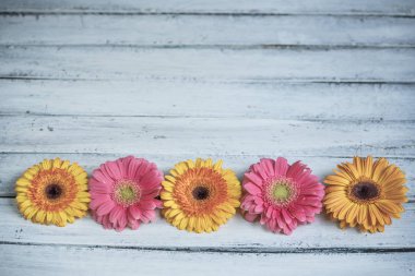Renkli Gerbera papatyaları ahşap arka planda fotokopi alanı ile