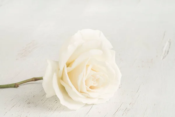 コピースペースのある木のテーブルの上に白いバラが — ストック写真