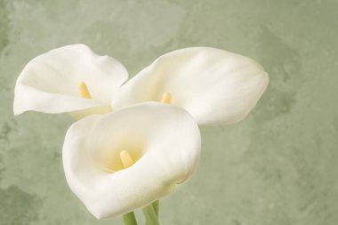 Kalla zambağı çiçeklerini kopyalama alanı olan yumuşak yeşil arkaplana yaklaştır