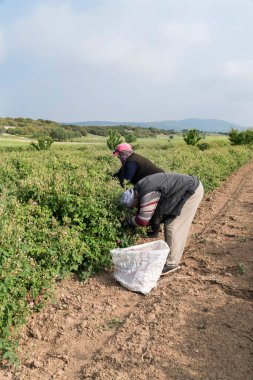 Türkiye 'de mevsimlik tarla işçileri yenilebilir güller topluyor.