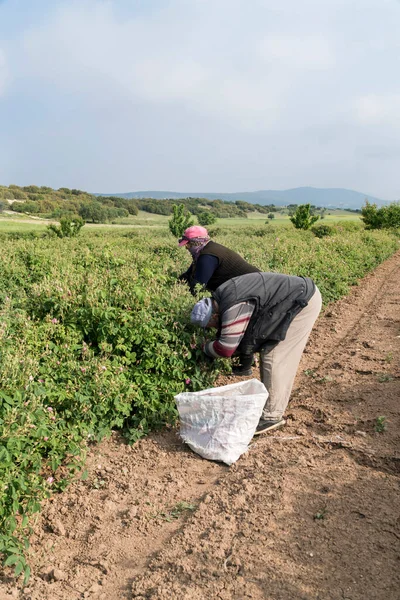 Seizoensarbeiders Landbouw Die Eetbare Rozen Plukken Turkije — Stockfoto