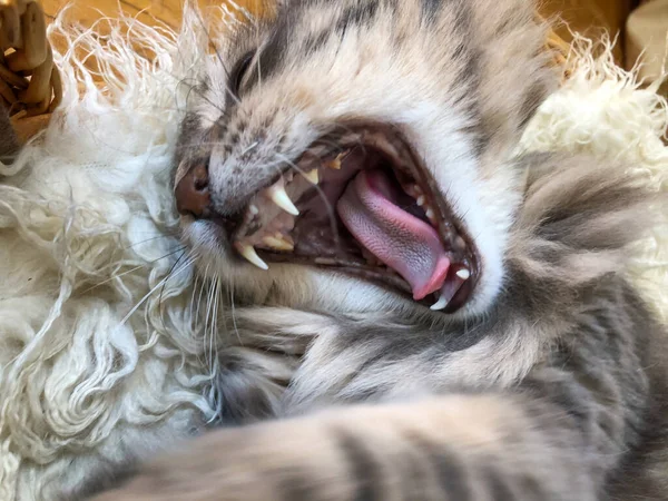 Close Geopende Mond Van Een Grijze Tabby Kat Gapen — Stockfoto