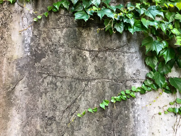 Pared Áspera Estuco Cubierta Con Hojas Hiedra Como Fondo Con — Foto de Stock