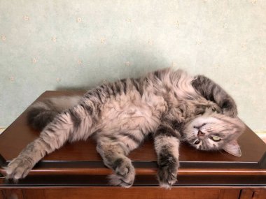 Evdeki masada yatan sevimli gri bir kedi.