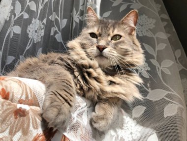 Evdeki perdede tatlı bir tekir kedi yatıyor.