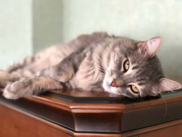 Eine Niedliche Gestromte Graue Katze Liegt Hause Auf Dem Tisch — Stockfoto