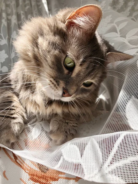Μια Αστεία Τιγρέ Γάτα Ξαπλωμένη Στην Κουρτίνα Στο Σπίτι — Φωτογραφία Αρχείου