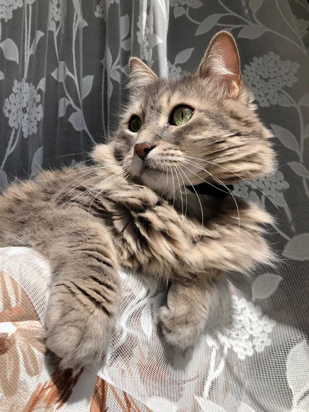 Eine Süße Gestromte Katze Liegt Hause Vorhang — Stockfoto