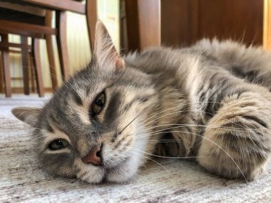 Evdeki halıya uzanmış şirin bir tekir kedinin yakın çekimi.