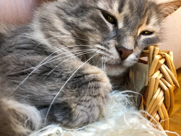 Nahaufnahme Einer Niedlichen Gestromten Katze Die Hause Ihrem Korb Liegt — Stockfoto