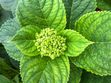 Bahçedeki yeni yeşil ortanca çiçeğine yakın çekim