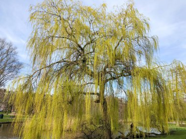 Güzel söğüt ağacı baharda bir gölün kenarında parkta
