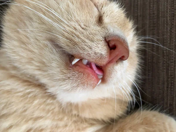 Closeup Face Yellow Tabby Cat Sleeping Tongue Out — Stock Photo, Image