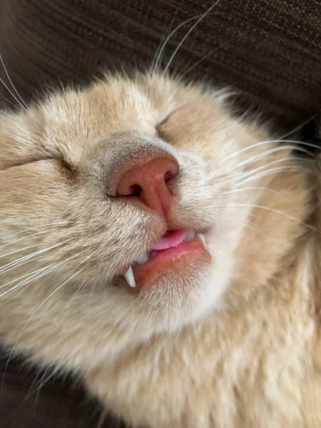 Nahaufnahme Gesicht Einer Schlafenden Gelben Gestromten Katze Zunge Raus — Stockfoto