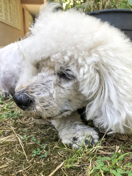 Primer Plano Perro Caniche Jardín Día Soleado —  Fotos de Stock