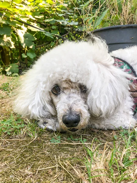 Closeup Face Poodle Dog Garden Sunny Day — Stock Photo, Image