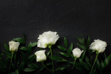 eustoma çiçek ve siyah arka plan üzerinde dalları Üstten Görünüm