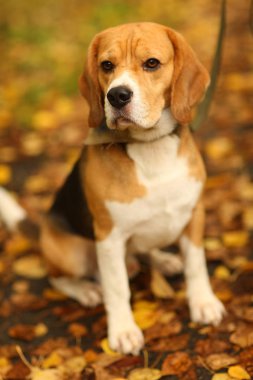 Beagle sonbahar yapraklarının üzerinde oturur.