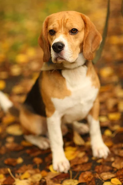 Beagle Őszi Lombozaton — Stock Fotó