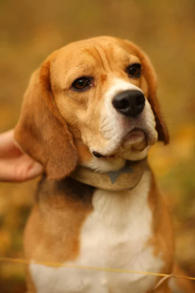 Egy Beagle Dog Portréja — Stock Fotó