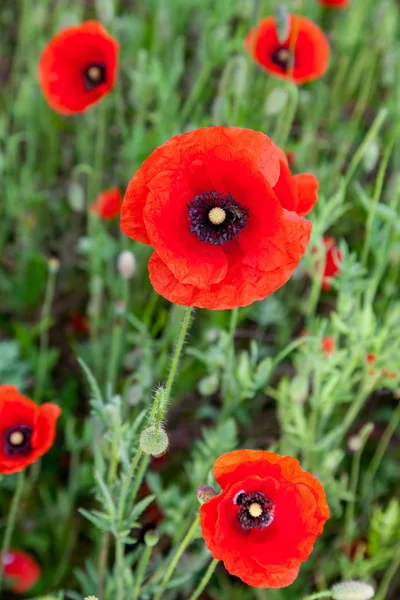 Red Poppies Meadow Close — Stock Photo, Image