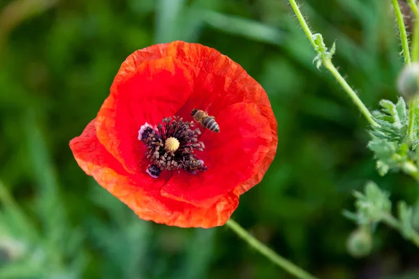 Red Poppy Flowers Bee Meadow — Stock Photo, Image