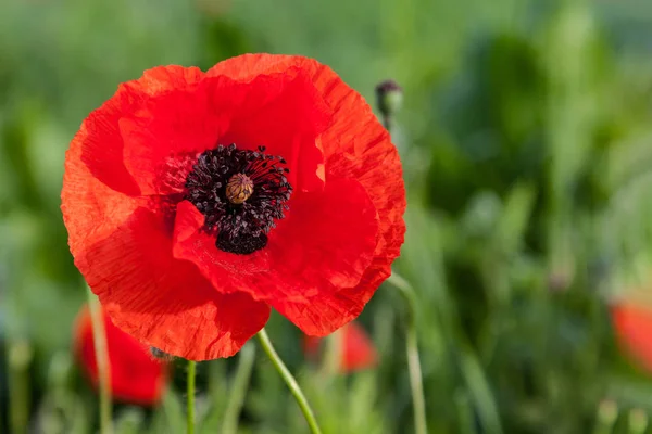 Red Poppies Meadow Close — Stock Photo, Image