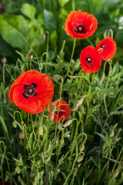 Red Poppies Meadow Close — Stock Photo, Image