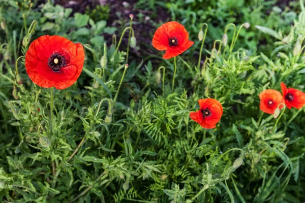 Red Poppy Flowers Meadow — Stock Photo, Image