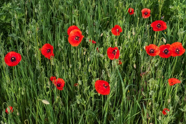 Red Poppy Flowers Meadow — Stock Photo, Image