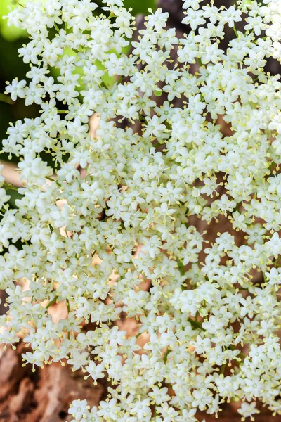 Fehér Virágzat Bodza Sambucus Nigra Háttér — Stock Fotó