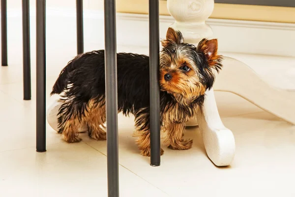 Little Cute Yorkshire Terrier Puppy Hiding Table — Stock Photo, Image