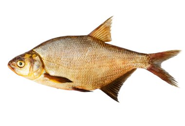 Big bream isolated on white background with clipping paths clipart