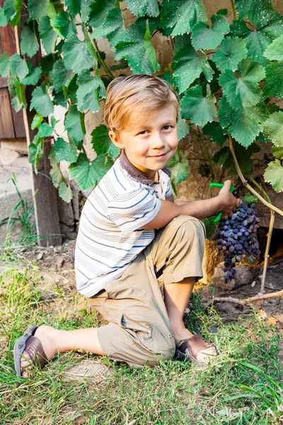 Chłopiec Wycięte Kiść Winogron Nożyczkami — Zdjęcie stockowe