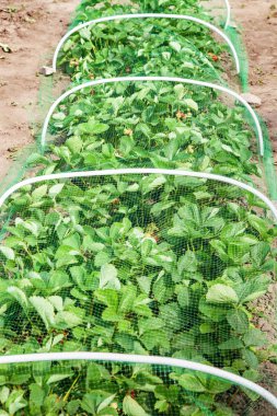 Çilek yatak koruyucu kafes kuşları, bahçede çilek hasat korunması ile kaplı