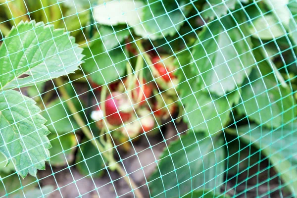 Cama Fresas Cubierta Con Malla Protectora Las Aves Protección Cosecha —  Fotos de Stock