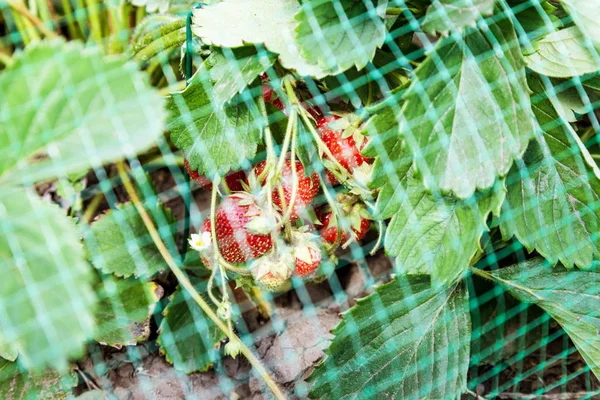 Strawberries Bed Covered Protective Mesh Birds Protection Strawberry Harvest Garden — Stock Photo, Image
