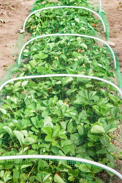 Çilek yatak koruyucu kafes kuşları, bahçede çilek hasat korunması ile kaplı