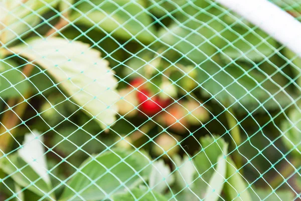 Jordgubbar Sängen Täckt Med Skyddande Mesh Från Fåglar Skydd Jordgubbsplockningen — Stockfoto