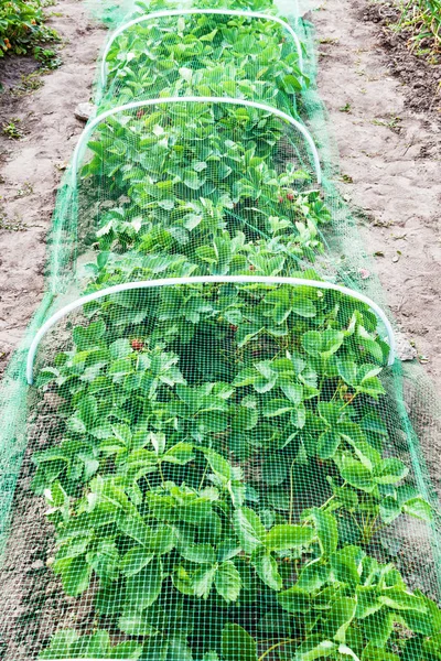 Çilek yatak koruyucu kafes kuşları, bahçede çilek hasat korunması ile kaplı