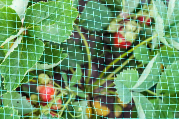 Erdbeerbeet Mit Vogelschutzgitter Abgedeckt Schutz Der Erdbeerernte Garten Aus Nächster Stockbild