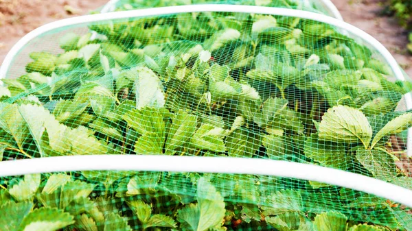 Strawberries bed covered with protective mesh from birds, protection of strawberry harvest in the garden