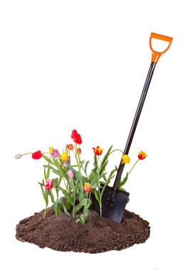 Beyaz arka plan üzerinde izole yere dışına taşıyorsa çiçek yatakta kürek