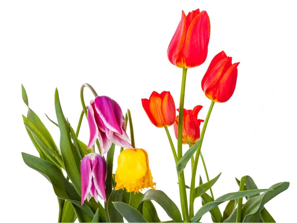 Letto Tulipani Multicolori Isolato Sfondo Bianco — Foto Stock