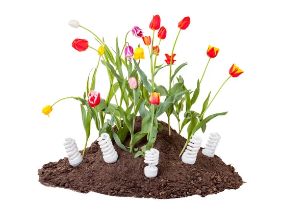Bed Van Veelkleurige Tulipswith Spaarlampen Groeien Bodem Geïsoleerd Witte Achtergrond — Stockfoto