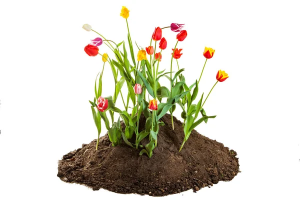 Letto Tulipani Multicolori Che Crescono Nel Terreno Isolato Sfondo Bianco — Foto Stock